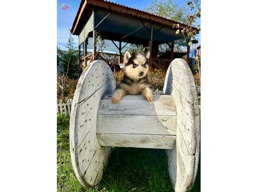 KUSURSUZ ARAYANLARA SİBİRYA KURDU YAVRULAR