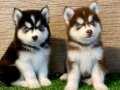AVRUPA KALİTESİNDE HUSKY BEBEKLER 