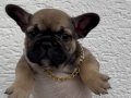 UYGUN FRENCH BULLDOG YAVRULARIMIZ