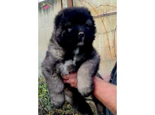 Orta Asya çoban köpegi