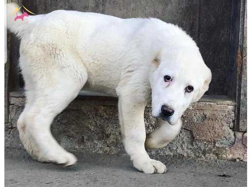 Orta asya çoban köpeği cao alabai