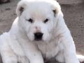 Orta Asya çoban köpeği Alabai cao