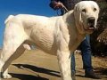 Orta Asya çoban köpeği Alabai cao