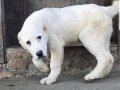 Orta Asya çoban köpeği Alabai cao