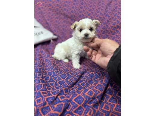 Maltipoo bebekler 
