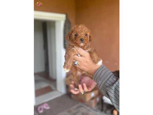 Poodle bebekler uygun verilecek 