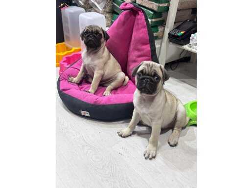 PUG SAFKAN orjlnal bebekler ( en iyisini isteyene ) 