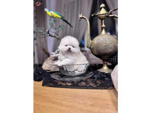 Türkiye’nün en Orjinal BOO bebek yüz GELDİ