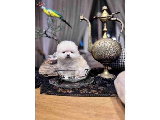 Bebek yüz BOO dişi ..Kore teacup PROFESİONAL 