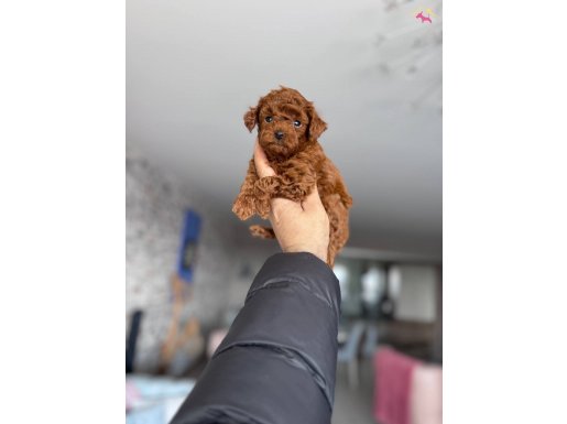Mükemmel kalite Orjinal safkan toy POODLE 