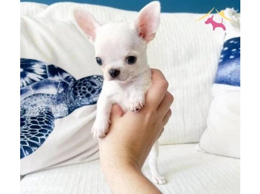 Türkiye’nin Kore TEACUP mini bebekleri 