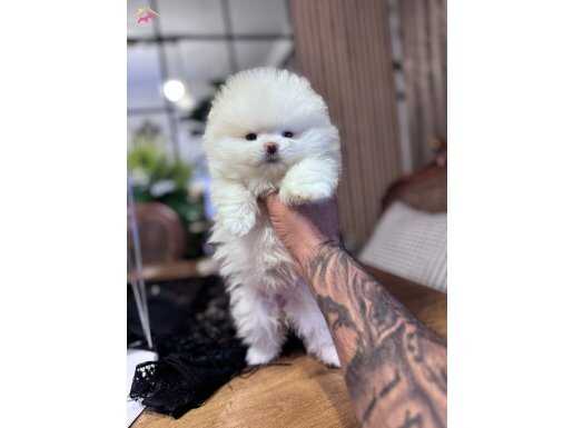 Türkiye’nin safKAN gerçek BOO bebeği 