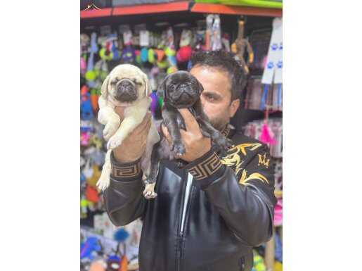 PUG ruhsatlı yasal firmadan 