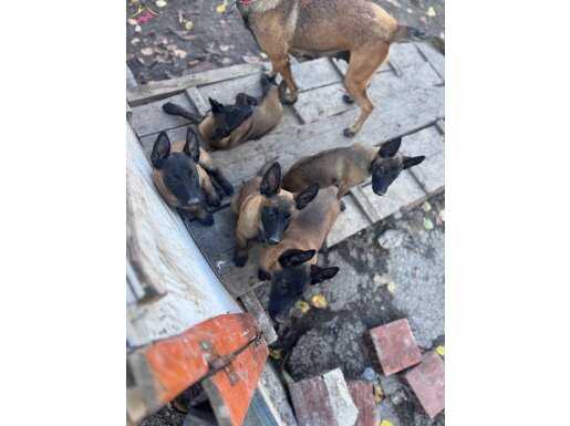 Safkan kara maske Belçika mali bebekler hazır 