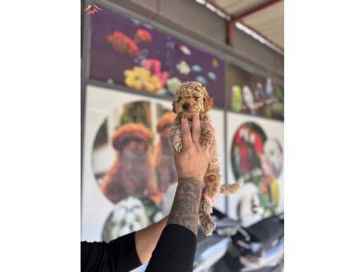 Kendi yavrunuz ilk gelen alır uygun POODLE