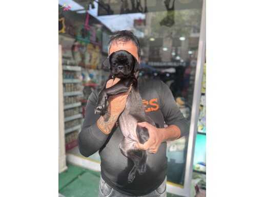 Siyah inci erkek PUG 5 aylık sağlıklı 