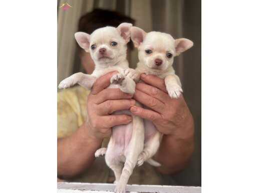 Pembe burun teacup chihuahua GELDİ 