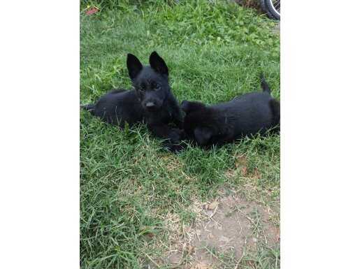 Solid black KURT yavruları hazırlar 