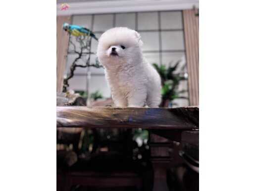 Türkiye güzeli Boo yavrumuz  DIŞI 4 aylık 