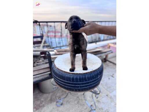 Belçika kurdu yavruları 2 aylıklar 