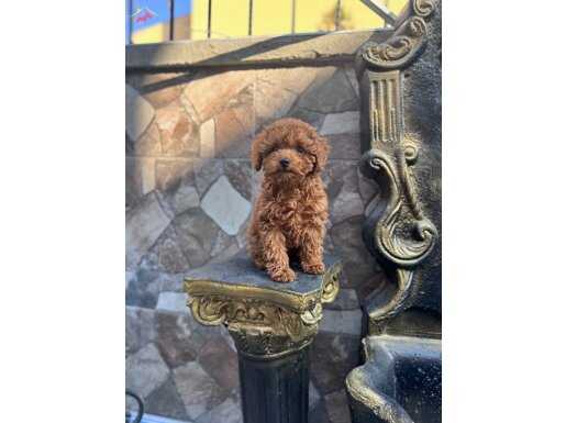 Korea kan 4 aylık dişi toy poodle safkan 