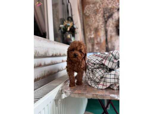 Toy poodle DİŞİ KOREKAN 4 aylık 