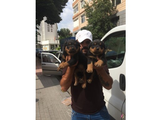 ROTWEİLER Macar KİNG ruhsatlı firmadan 