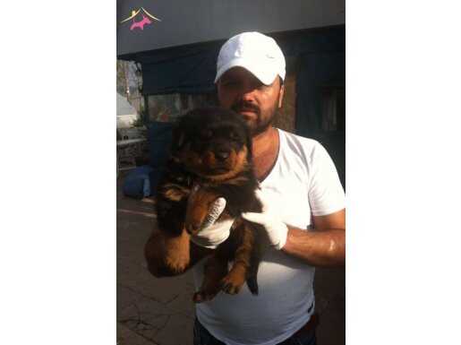 KİNG MACAR KOCA KAFA TÜRKİYEDE TEK 