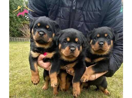 MACAR ROTWEİLLER YAVRULAR 2 erkek 1 dişi 