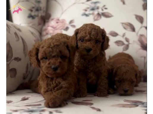 SAĞLIKLı SAFKAN TOY POODLE yavrular hazır 