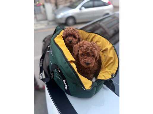 TOY POODLE KIZIL yavrular 