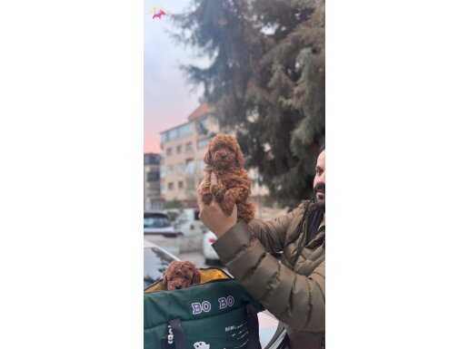 Orjinal toypoodle bebekler safkan 