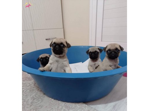 PUG yavruları safkan simit kuyruk burunsuz 