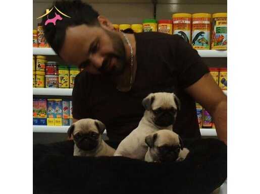 safkan PUG bebekler geldi 