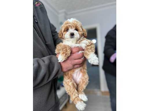 Gerçek Maltipoo bebekler panda yüz bebek yüz 