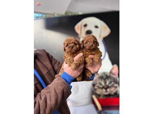 Kore gerçek  teacup Orjinal toy poodle bebekler 