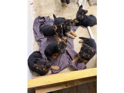 Şecereli Şov Kalite Alman Çoban Köpeği Yavruları