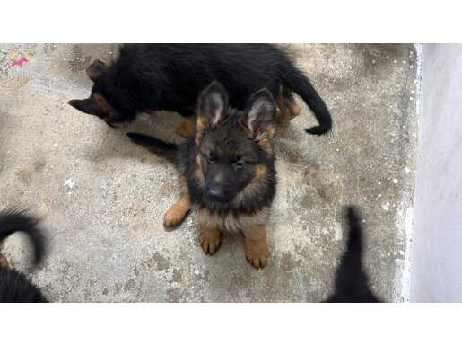 Scr Li babanın safkan yavruları 