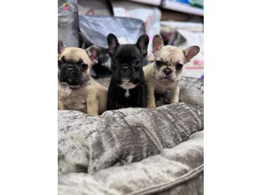 Türkiye’nin en güzel french bebekleri geldi 