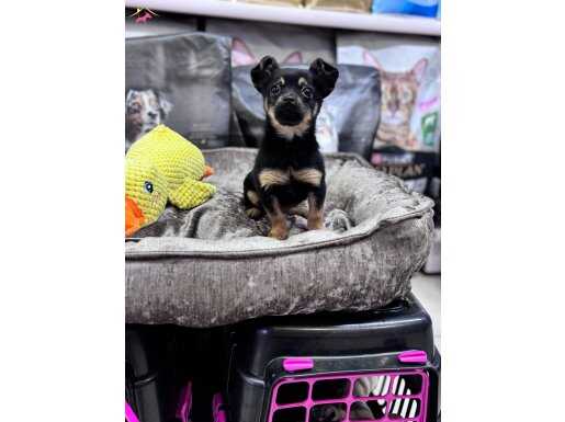 Ankara Yenimahalle’de Sosyal ve Enerjik Efsane Dişi Minyatür Pinscher