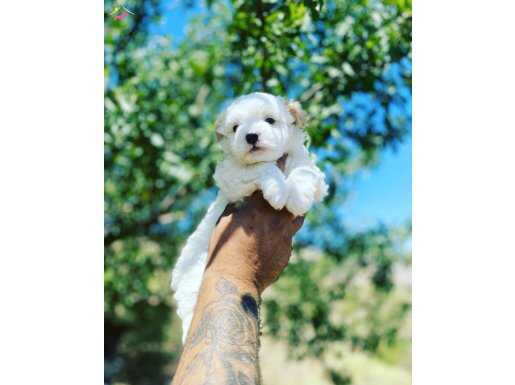 Kore Kan Hattı Bebek Yüz Dişi Maltese Terrier Yavrusu