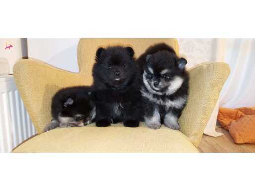 Kömür Karası ve Gümüş Gölgeli Pomeranian Boo Yavruları