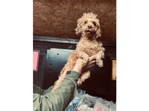 Toy poodle çipli aşılı 2 yaş DİŞİ