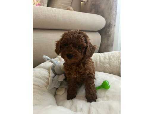 Ankara Yenimahalle Toy Poodle Yavruları Kendi Üretimimiz Şecere Garantili