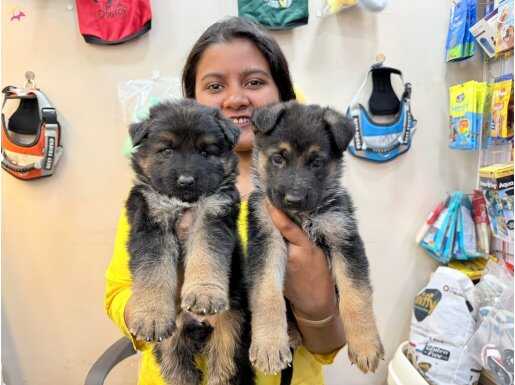 Alman kurdu yavruları ister klasik ister black 