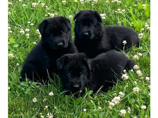 Mükemmel bebekler ister siyah ister klasik yavrular 