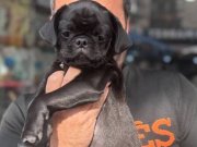 Siyah inci erkek PUG 5 aylık sağlıklı 