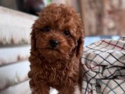 Toy poodle DİŞİ KOREKAN 4 aylık 