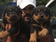 ROTWEİLER Macar KİNG ruhsatlı firmadan 