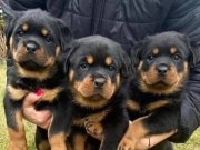 MACAR ROTWEİLLER YAVRULAR 2 erkek 1 dişi 